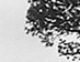 LEAVES, 2005