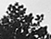 LEAVES, 2005