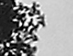 LEAVES, 2005